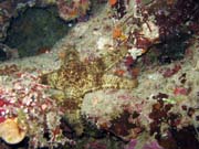 Diving around Bunaken island, Chelo Chelo dive site. Indonesia.