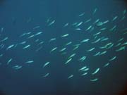 Diving around Bunaken island, Alban dive site. Indonesia.