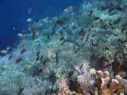 Diving around Bunaken island, Alban dive site. Indonesia.