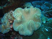 Diving around Togian islands, Kadidiri, Taipee Wall dive site. Indonesia.
