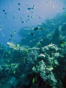 Diving around Togian islands, Kadidiri, Taipee Wall dive site. Indonesia.