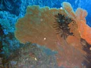 Diving around Togian islands, Kadidiri, Taipee Wall dive site. Sulawesi,  Indonesia.