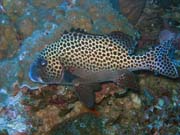 Diving around Togian islands, Kadidiri, Taipee Wall dive site. Indonesia.