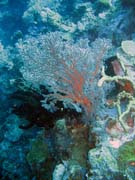 Diving around Togian islands, Kadidiri, Taipee Wall dive site. Indonesia.