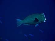 Double-headed Parrotfish (Bolbometopon muricatum). Diving around Togian islands, Kadidiri, Taipee Wall dive site. Indonesia.