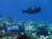 Double-headed Parrotfish (Bolbometopon muricatum). Diving around Togian islands, Kadidiri, Taipee Wall dive site. Indonesia.