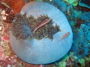 Clown Anemonefish in their host anemone. Diving around Togian islands, Kadidiri, Labyrinth dive site. Indonesia.
