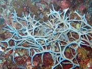 Diving around Togian islands, Kadidiri, Labyrinth dive site. Indonesia.