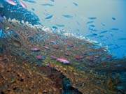 Diving around Togian islands, Kadidiri, Labyrinth dive site. Indonesia.
