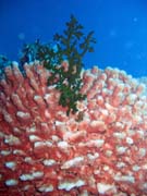 Diving around Togian islands, Kadidiri, Labyrinth dive site. Indonesia.