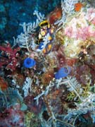 Diving around Togian islands, Kadidiri, Labyrinth dive site. Sulawesi,  Indonesia.