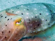 Squid, Diving around Togian islands, Kadidiri, Labyrinth dive site. Indonesia.