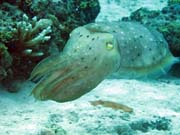 Squid, Diving around Togian islands, Kadidiri, Labyrinth dive site. Indonesia.