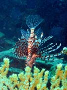 Lionfish. Diving around Togian islands, Kadidiri, plane wreck B24 from the 2nd World War sunken on Mai 3rd, 1945. Indonesia.