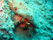 Crab. Diving around Togian islands, Kadidiri, plane wreck B24 from the 2nd World War. Indonesia.