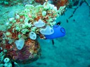 Diving around Togian islands, Kadidiri, plane wreck B24 from the 2nd World War sunken on Mai 3rd, 1945. Indonesia.