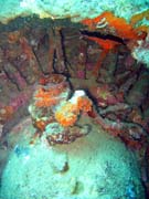 Diving around Togian islands, Kadidiri, plane wreck B24 from the 2nd World War sunken on Mai 3rd, 1945. Indonesia.