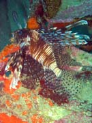 Lionfish. Diving around Togian islands, Kadidiri, plane wreck B24 from the 2nd World War sunken on Mai 3rd, 1945. Indonesia.