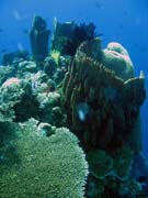 Diving around Togian islands, Kadidiri, Two Canyons dive site. Indonesia.
