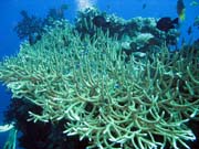 Diving around Togian islands, Kadidiri, Two Canyons dive site. Indonesia.