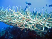 Diving around Togian islands, Kadidiri, Two Canyons dive site. Indonesia.