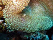 Anemone Cleaning Shrimp. Diving around Togian islands, Kadidiri, Two Canyons dive site. Indonesia.
