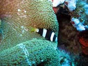 Clarks anemonefish (Amphiprion clarkii). Diving around Togian islands, Kadidiri, Two Canyons dive site. Indonesia.