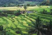 Rice fields near Bukittinggi town. Sumatra,  Indonesia.