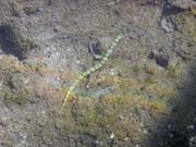 Pipefish. Diving around Togian islands, Una Una, Apollo dive site. Indonesia.