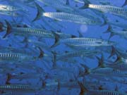 Barracudas. Diving around Togian islands, Una Una, Apollo dive site. Indonesia.