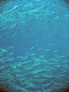 Barracudas. Diving around Togian islands, Una Una, Apollo dive site. Indonesia.