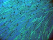 Barracudas. Diving around Togian islands, Una Una, Apollo dive site. Indonesia.