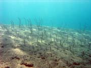 Garden eel. Diving around Togian islands, Una Una, Apollo dive site. Indonesia.