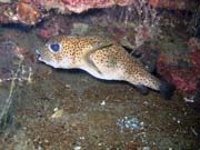 Spotted porcupinefish. Diving around Togian islands, Una Una, Apollo dive site. Sulawesi,  Indonesia.