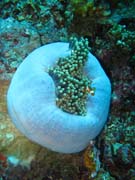 Clown Anemonefish in their host anemone. Diving around Togian islands, Una Una, Fishermania/Pinnacle dive site. Indonesia.