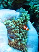 Clown Anemonefish in their host anemone. Diving around Togian islands, Una Una, Fishermania/Pinnacle dive site. Indonesia.