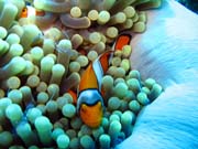 Anemone Cleaning Shrimp, Clown Anenomefish. Diving around Togian islands, Una Una, Fishermania/Pinnacle dive site. Indonesia.