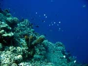 Diving around Togian islands, Una Una, Fishermania/Pinnacle dive site. Indonesia.