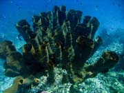 Diving around Togian islands, Una Una, Fishermania/Pinnacle dive site. Indonesia.