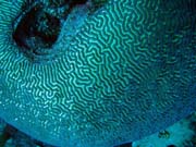 Diving around Togian islands, Kadidiri, Dominic Rock dive site. Indonesia.