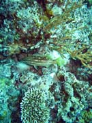 Diving around Togian islands, Kadidiri, Dominic Rock dive site. Indonesia.