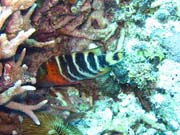 Diving around Togian islands, Kadidiri, Dominic Rock dive site. Indonesia.