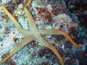 Diving around Togian islands, Kadidiri, Dominic Rock dive site. Indonesia.