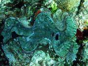 Giant Clam, Diving around Togian islands, Kadidiri, Dominic Rock dive site. Indonesia.