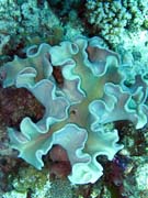 Diving around Togian islands, Kadidiri, Dominic Rock dive site. Indonesia.