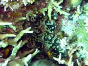 Giant Clam, Diving around Togian islands, Kadidiri, Dominic Rock dive site. Indonesia.