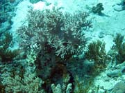 Diving around Togian islands, Kadidiri, Dominic Rock dive site. Indonesia.