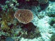 Diving around Togian islands, Kadidiri, Dominic Rock dive site. Indonesia.
