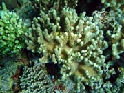 Diving around Togian islands, Kadidiri, Dominic Rock dive site. Indonesia.