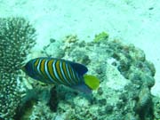 Regal angelfish (Pomacanthus diacanthus). Diving around Togian islands, Kadidiri, Dominic Rock dive site. Indonesia.